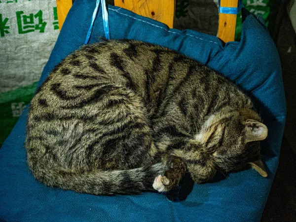 Firefly Harbor Cat Theme Park