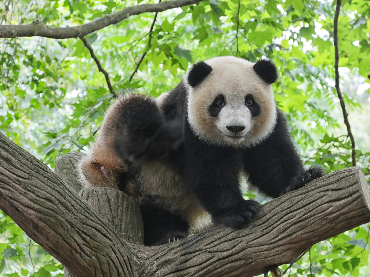 Chongqing Zoo