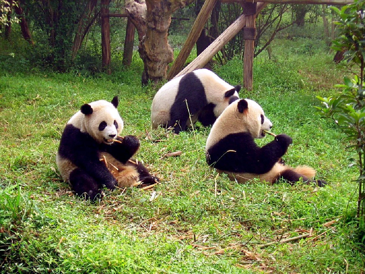 Chengdu Research Base of Giant Panda