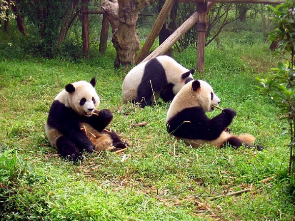 Chengdu Research Base of Giant Panda
